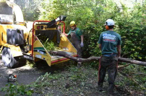 tree services Our Town